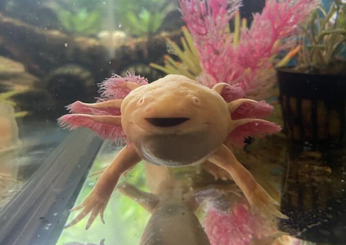 Cute axolotl swimming in a tank with colorful plants in the background.