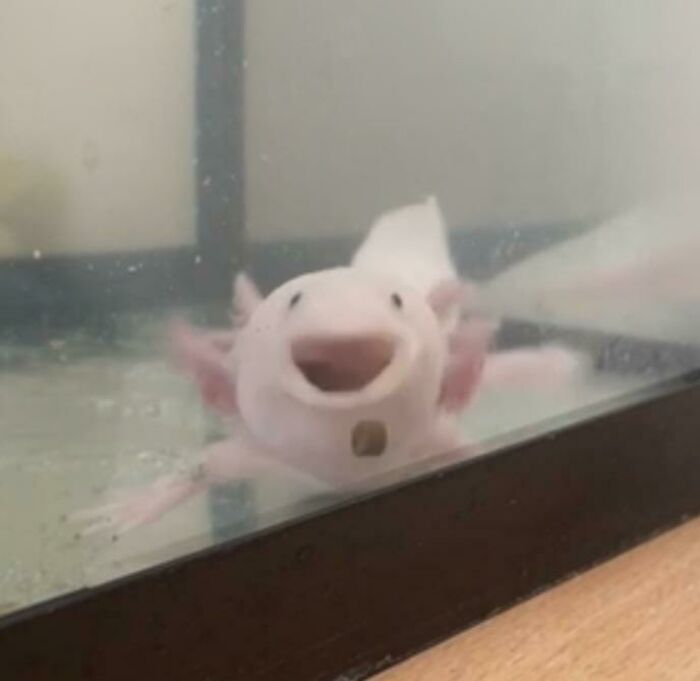 Adorable axolotl smiling in an aquarium, showcasing its cute gills and playful expression.