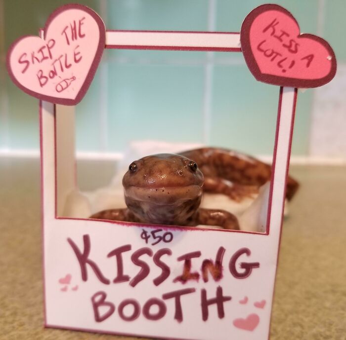 Cute axolotl in a kissing booth with heart decorations, offering a playful moment.