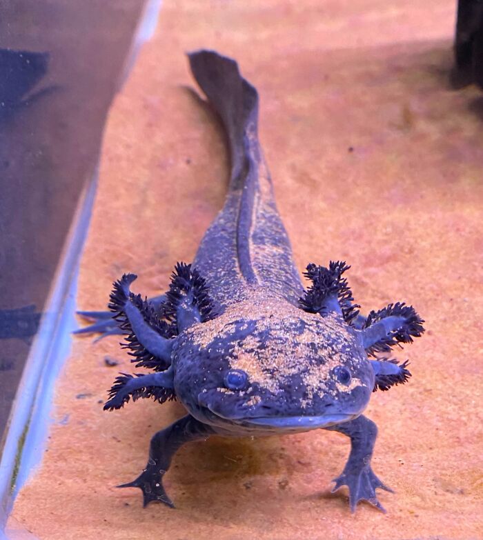 Cute axolotl with dark feathery gills and sandy body, swimming on the tank floor.