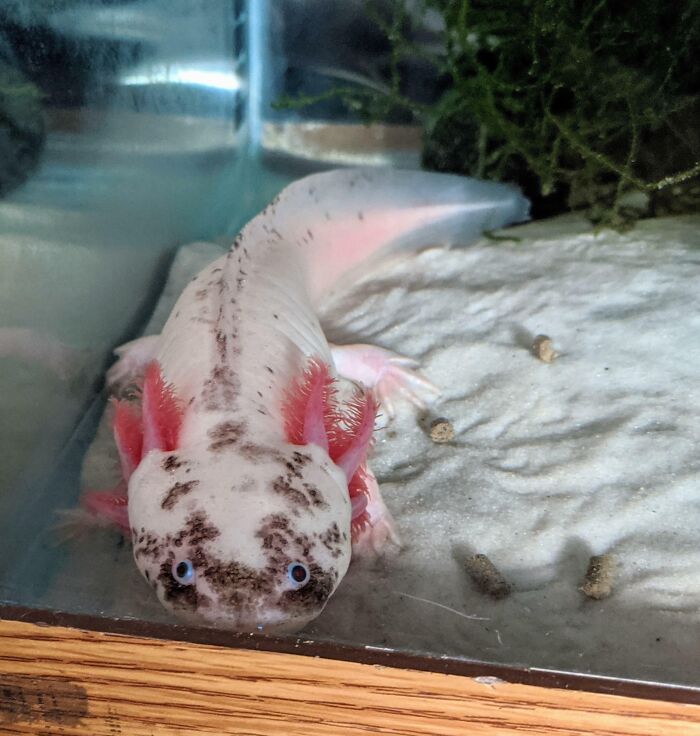 Cute axolotl resting on sandy bottom of an aquarium, showcasing its distinct pink gills and speckled skin.