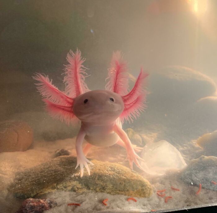 Cute axolotl with pink gills swimming underwater over rocks, showcasing its unique appearance.
