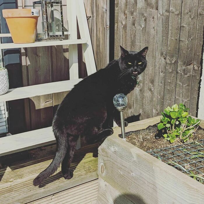 The Sun Is Out. You Need To Get Pruning Humans. This Garden Is A Mess