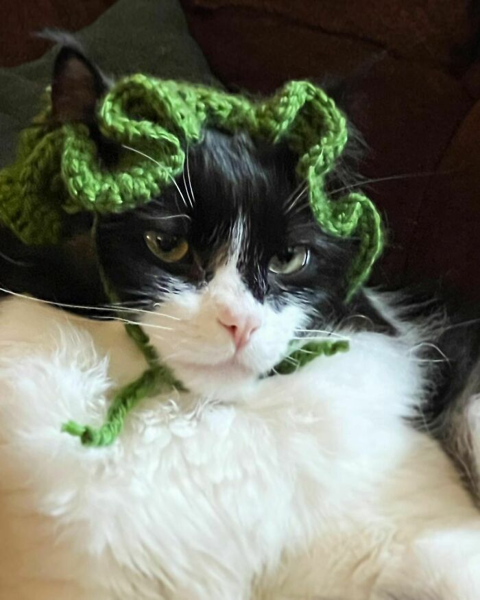 Crocheted Him A Hat, I Don't Think He's Too Happy About It