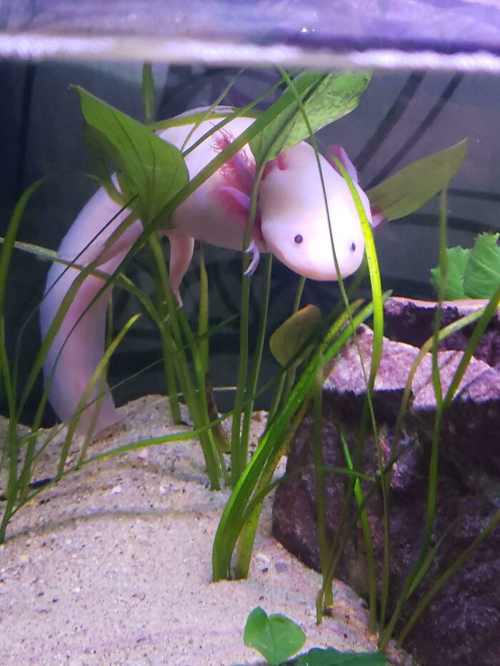 Cute axolotl swimming among aquatic plants in a tank.