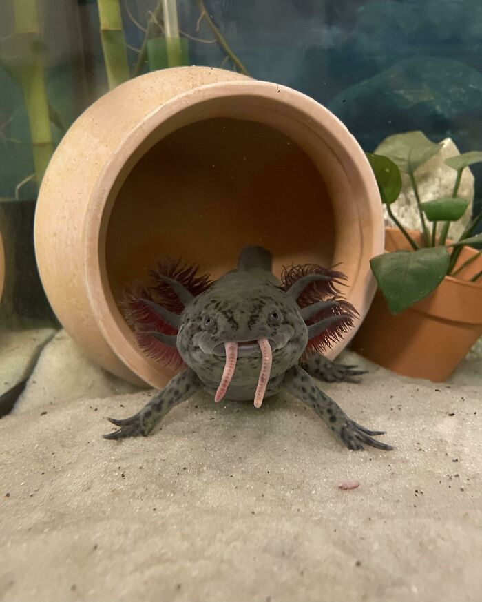 Cute axolotl in an aquarium, partially inside a clay pot, surrounded by plants and sandy substrate.