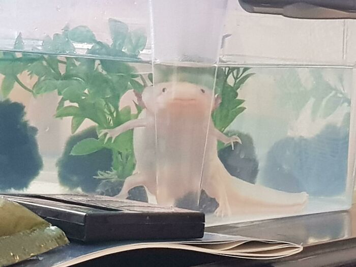 Cute axolotl in a tank with greenery, looking towards the camera.