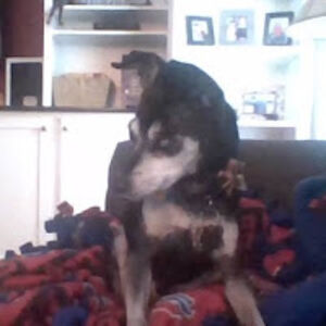 kathrynsciarrino avatar