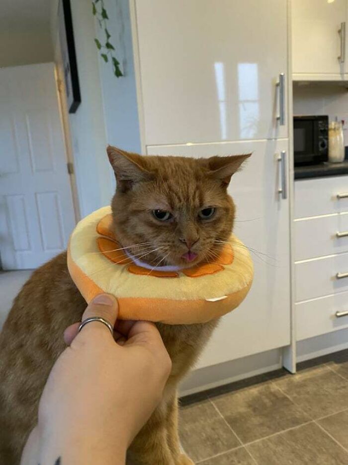 He’s An Angry Little Orange