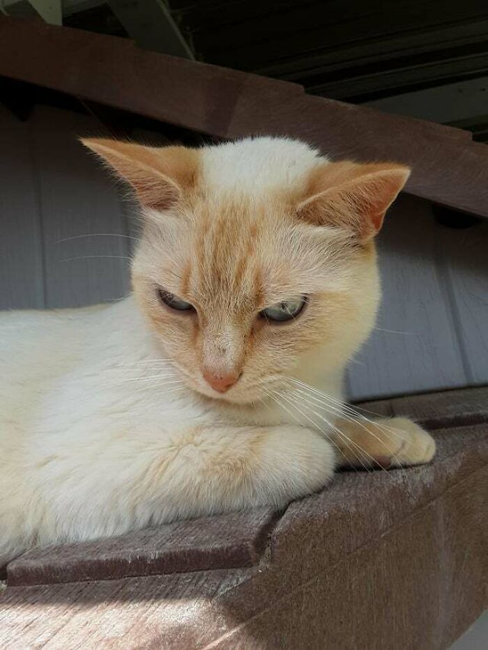 This Is Fatboy, Hes Our Neighbors Cat And Despite His Angry Look Hes A Real Sweetheart
