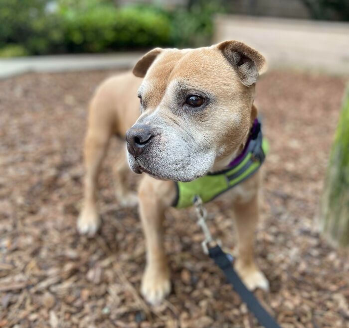 I Was Just Told About This Subreddit And Wanted To Share. This Is Winnie, We Just Adopted Her Today - She Is An 11 Year Old Pitbull/Potato Mix!