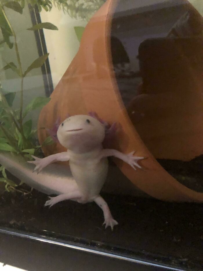 Cute axolotl in an aquarium, peeking out from a clay pot with plants nearby.