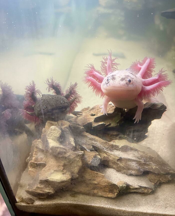 Two cute axolotls, one pink and one dark, resting on rocks in a fish tank.
