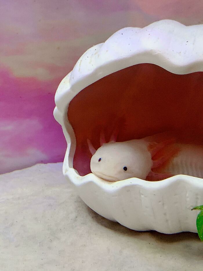 Cute axolotl in a white shell with a pink background.