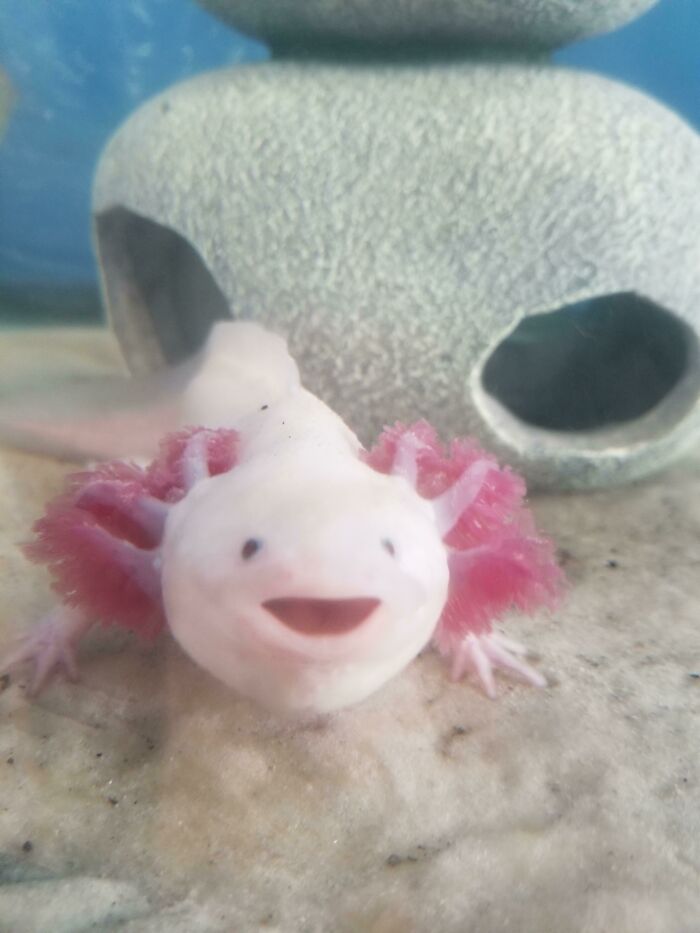 Cute axolotl smiling at the camera in an aquarium setting with a cave-like structure in the background.