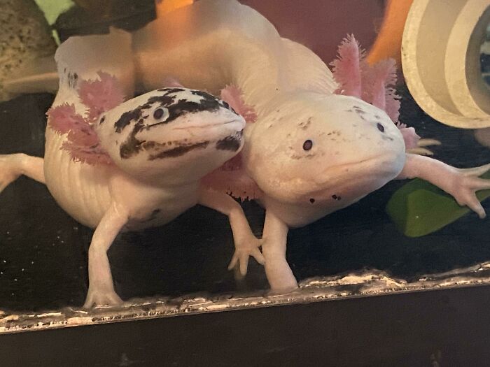 Two cute axolotls with pink gills, one with speckled markings, swimming in a tank together.