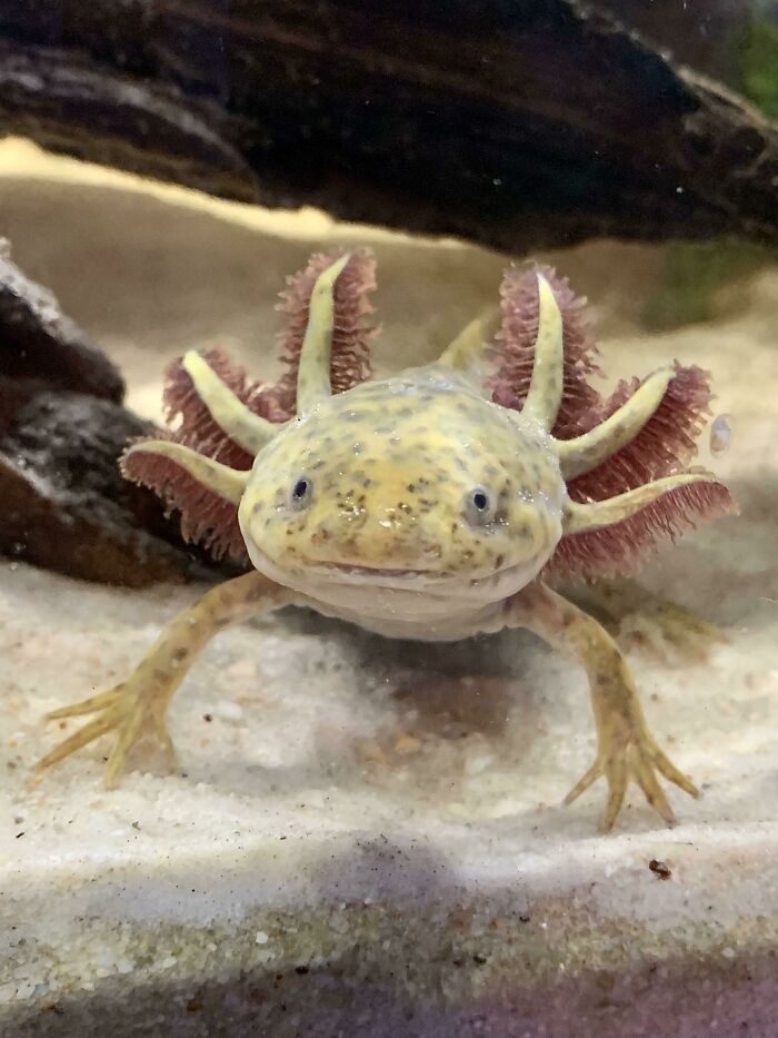Cute axolotl with pink gills and speckled skin in an aquarium, showcasing its distinct appearance.