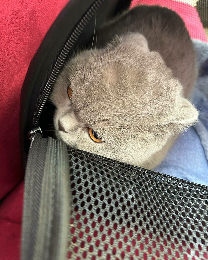I Was Very Angry When My Mother Took Me To The Vet