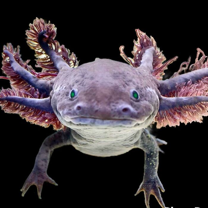 Cute axolotl with feathery gills on a black background.