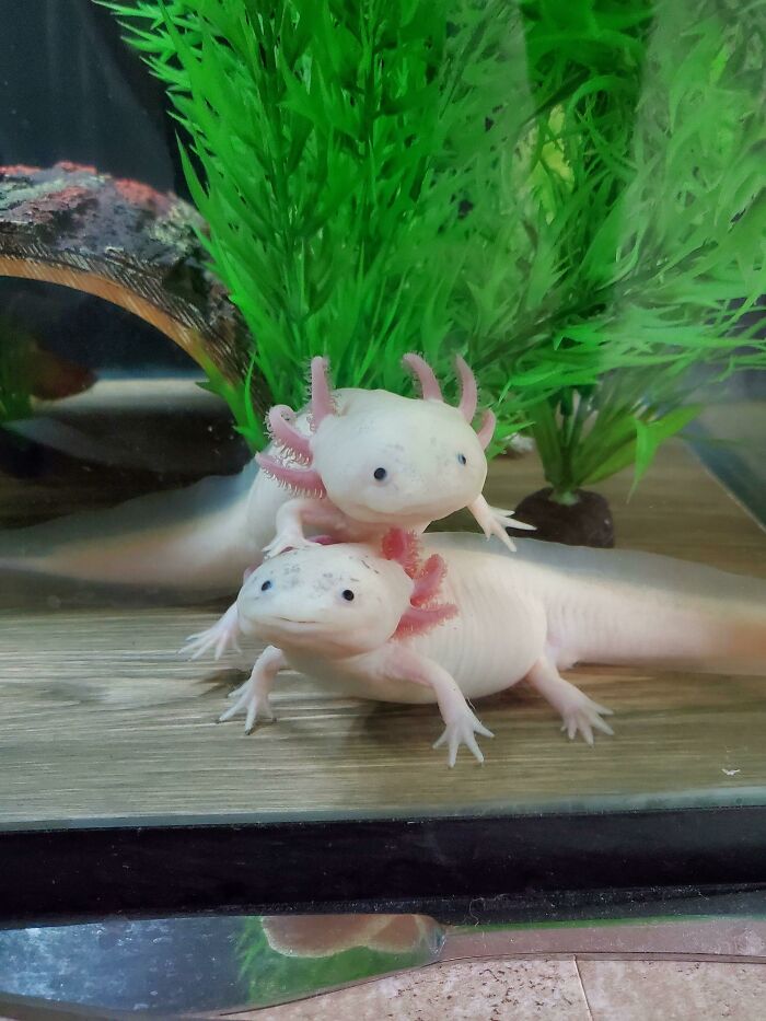 My 2 Little Love Bugs Cecil And Carlos
