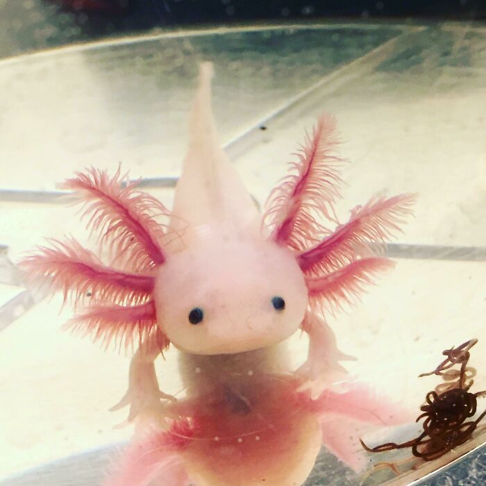 Cute axolotl with pink feathery gills in water, showcasing its unique and adorable features.