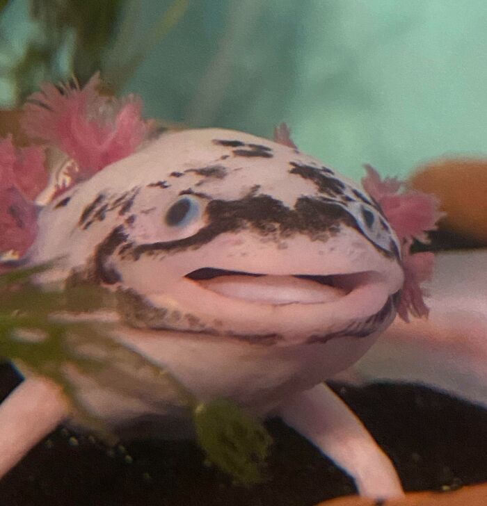 Cute axolotl close-up with pink gills in a tank, showcasing its unique features.