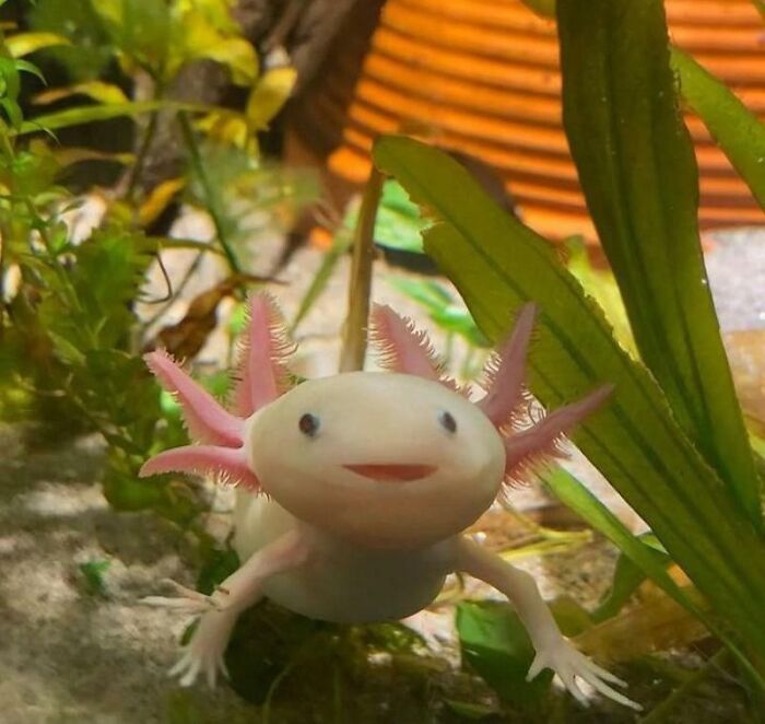 Cute axolotl with pink gills swimming among green plants in a vibrant aquarium.