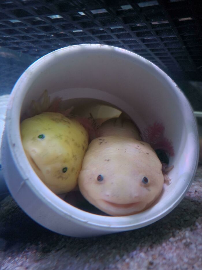 Two cute axolotls peeking out from a pipe, showcasing their whimsical expressions and unique features.