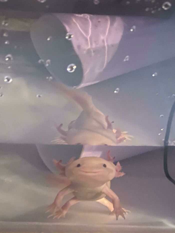 Cute axolotl swimming underwater near a tube, showcasing its pink gills in a serene aquarium environment.