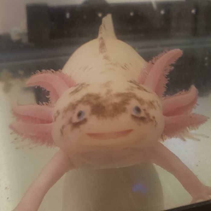 Cute axolotl with pink feathery gills and a smiling face in a tank.