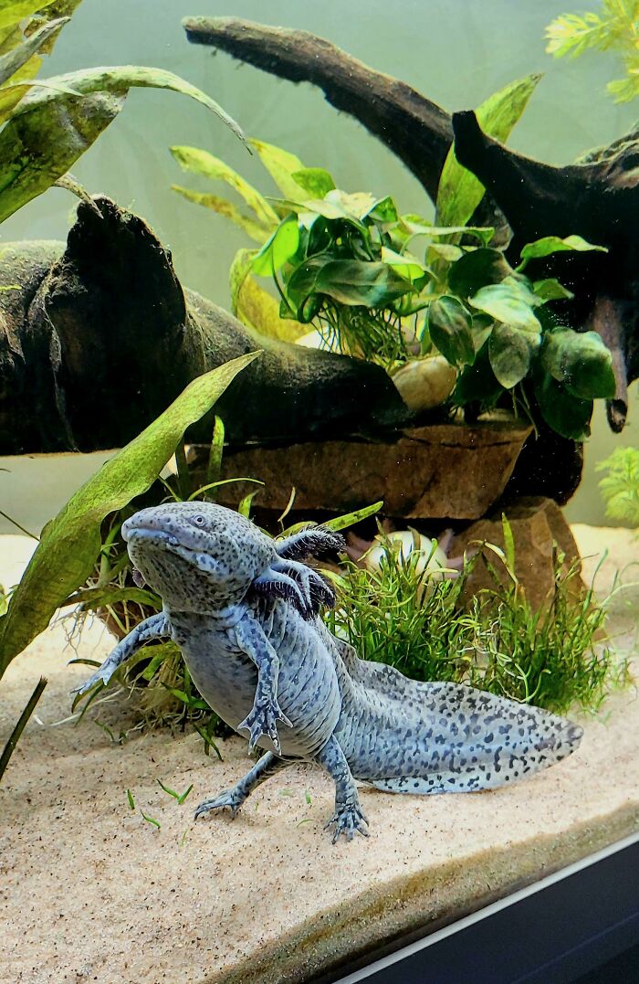 Close-up of a cute axolotl in an aquarium, surrounded by green plants and wooden logs.