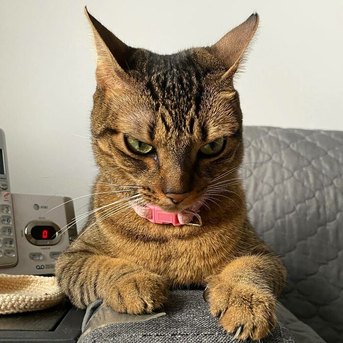 close-up a brown cat with a pink collar