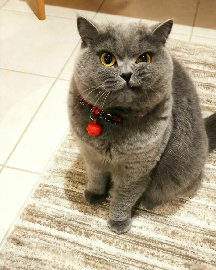 a grey cat with a winking eye sitting on the floor