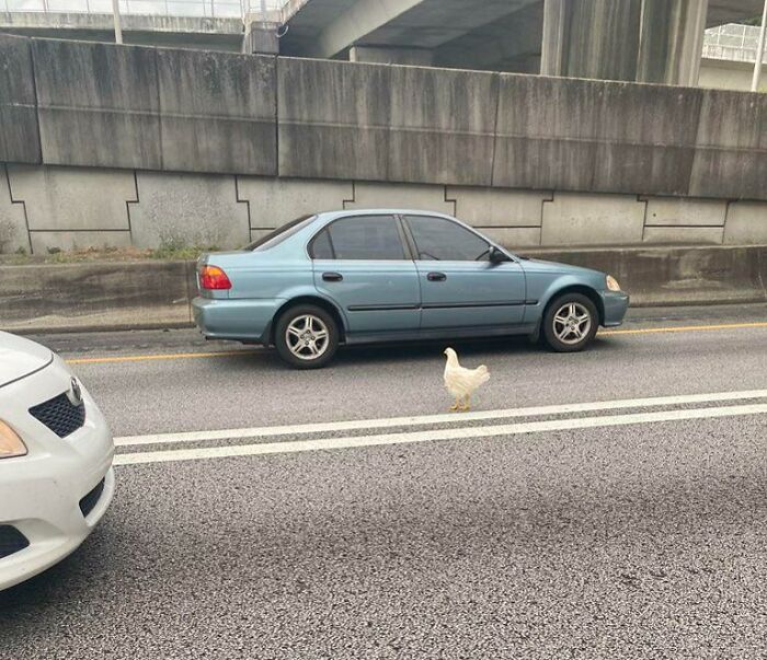 A Chicken Is Literally Crossing The Road
