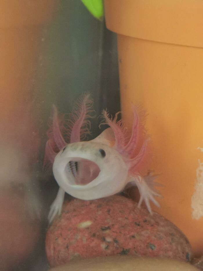 My Axolotl Kirby Would Like To Throw Their Hat Into The Ring With A Cute Picture, He Tried To Pick... But Couldn't! 
