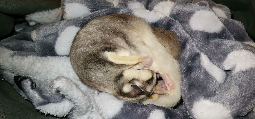 Sugar glider taking a nap in the blanket 