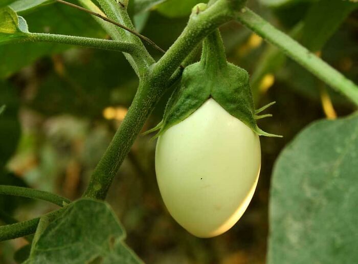 The Eggplant Is Called The Eggplant Because When It Is Young It Looks Like An Egg