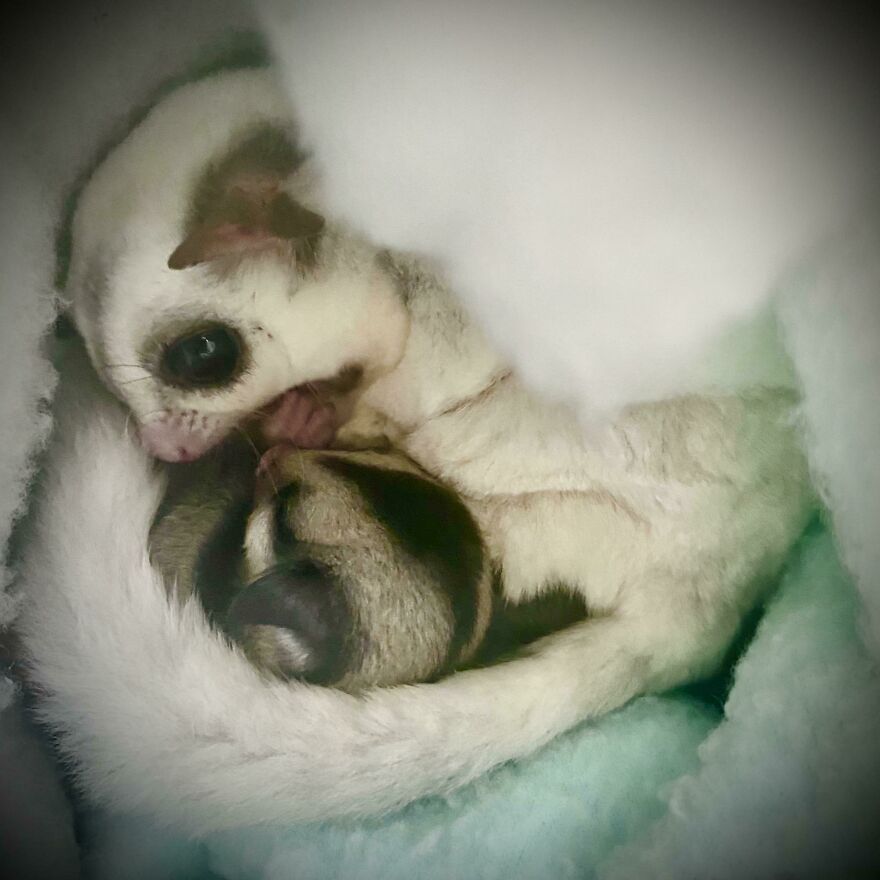 Sugar glider baby with his mother sleeping 