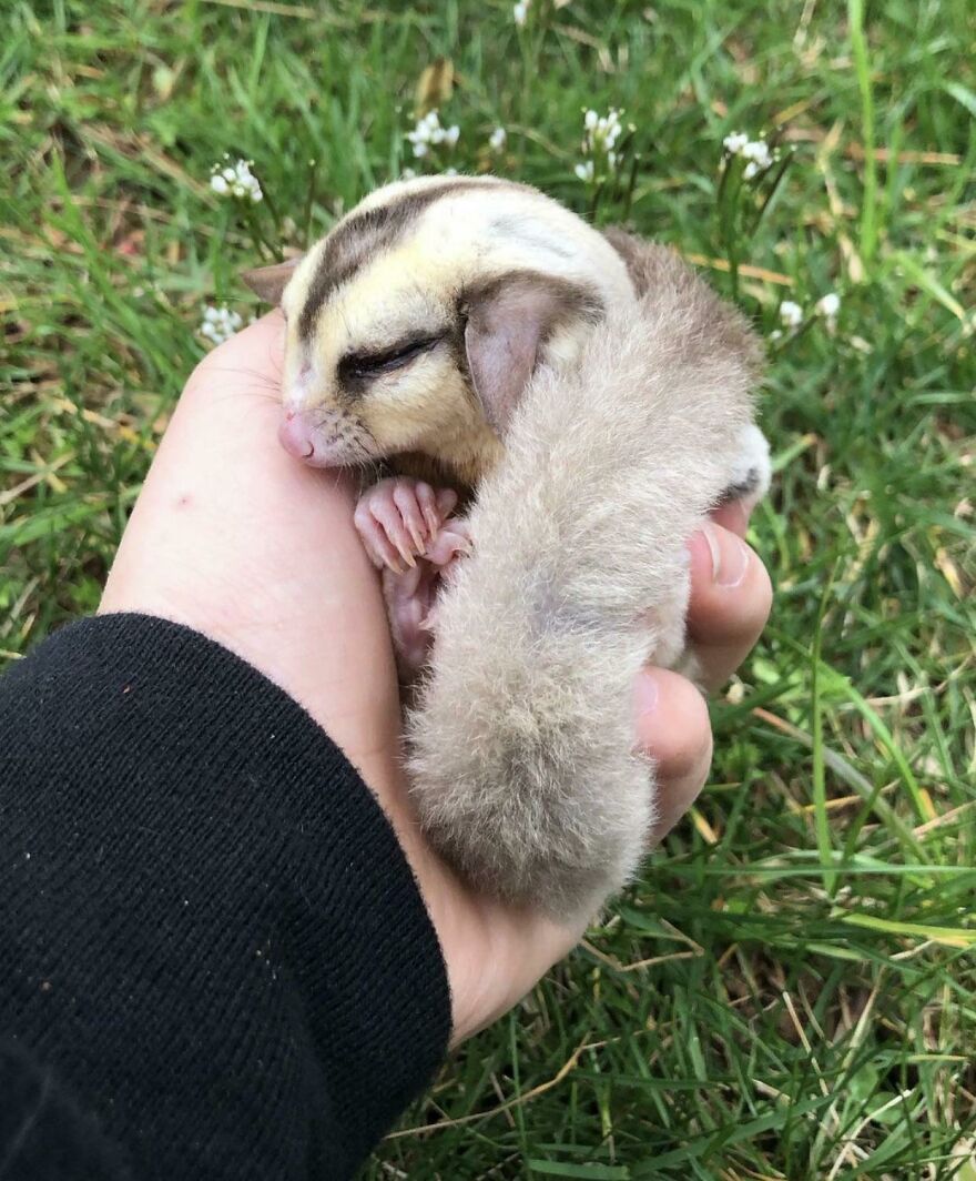 Sugar glider sleeping in the human hand