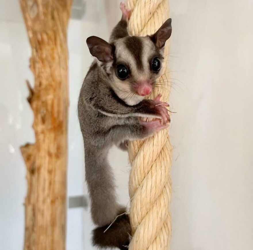 Sugar Glider climbing 
