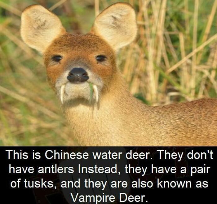 Fun Fact: Don't Get Bitten By A Chinese Water Deer