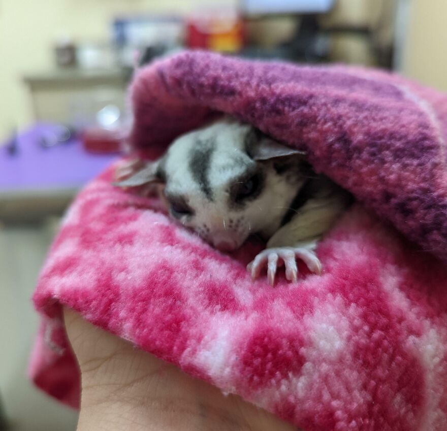 Sugar glider taking a nap under the blanket 