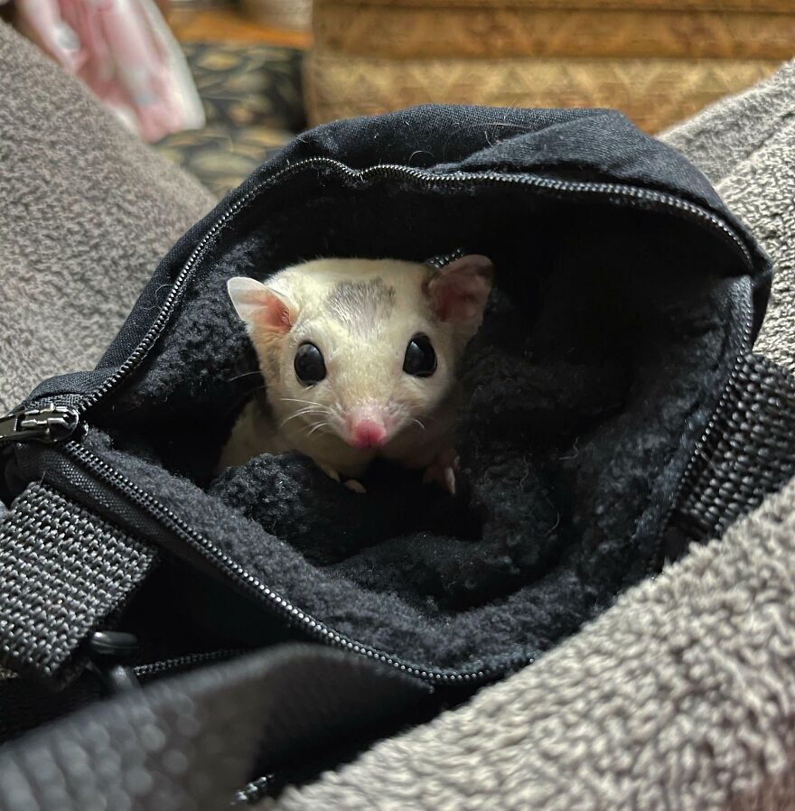 Sugar Glider in the bag 