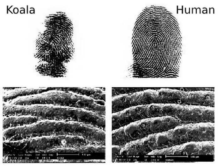 “Fun Fact “ Koalas Have Fingerprints That Are Almost Indistinguishable From Human Fingerprints