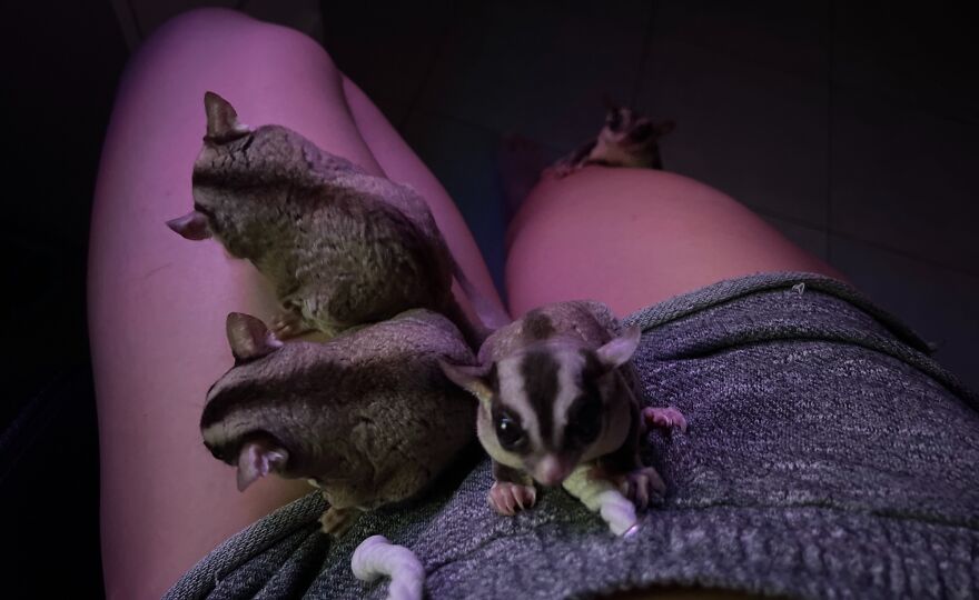 Sugar gliders on the humans' laps 
