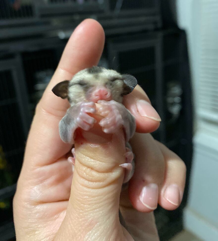 96 Pictures Of Sugar Gliders That Got Us Feeling Love Bored Panda