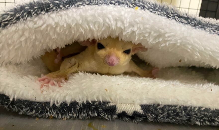 Angry sugar glider in a bet bed 