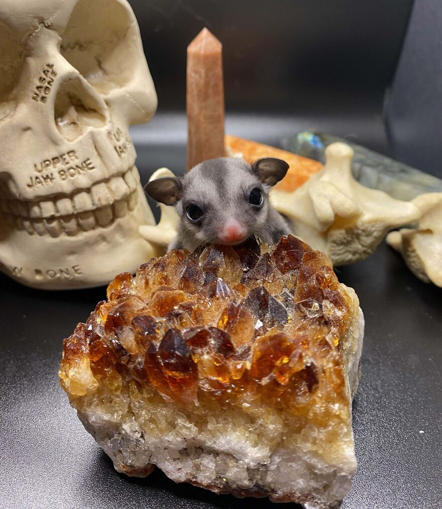 Sugar glider next to an amber