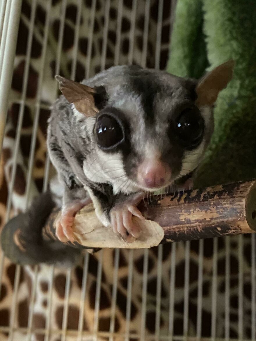 Sugar glider climbing wooden stick