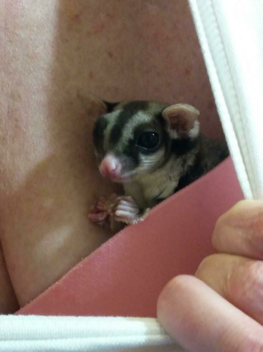 Person hugging sugar glider